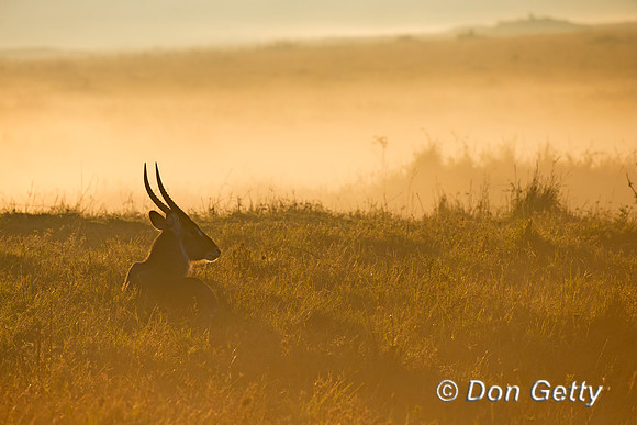Waterbuck