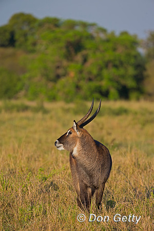 Waterbuck