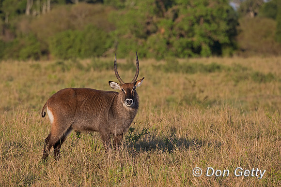 Waterbuck