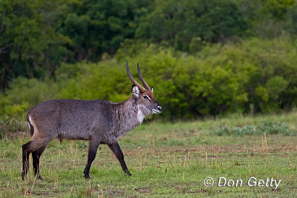 Waterbuck