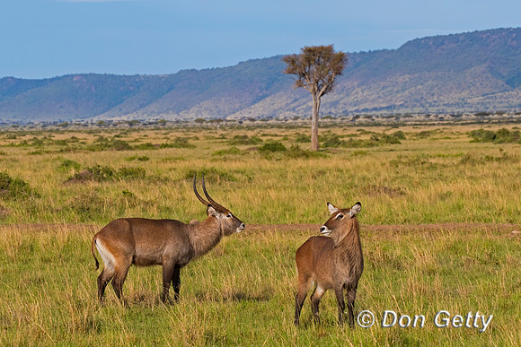 Waterbuck