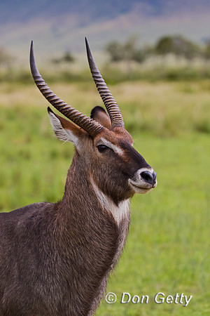 Waterbuck