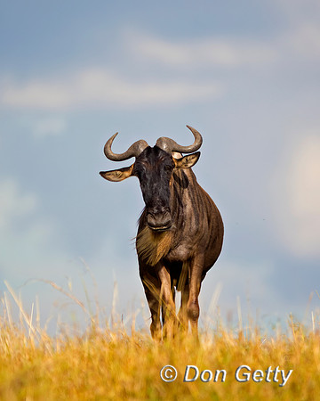 Wildebeest_45T2173
