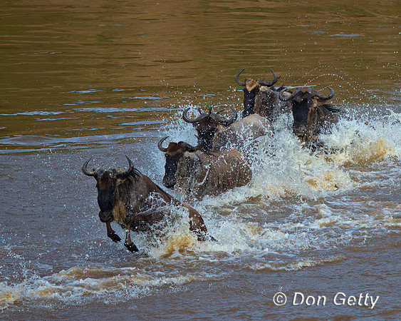 Wildebeest_45T5234
