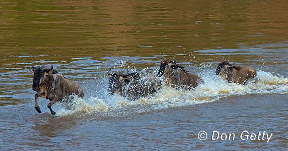 Wildebeest_45T5200