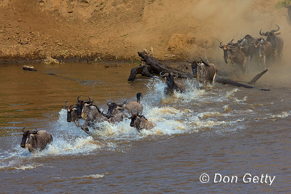 Wildebeest_45T5157