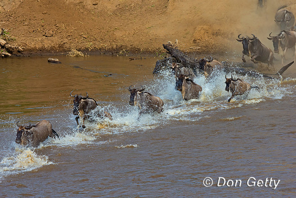 Wildebeest_45T5147
