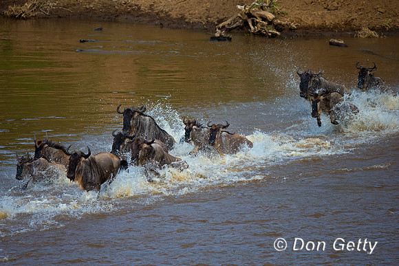 Wildebeest_45T5242
