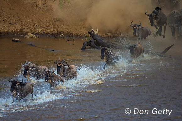 Wildebeest_45T5258