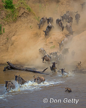 Wildebeest_45T5284