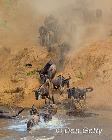 Wildebeest_45T5313