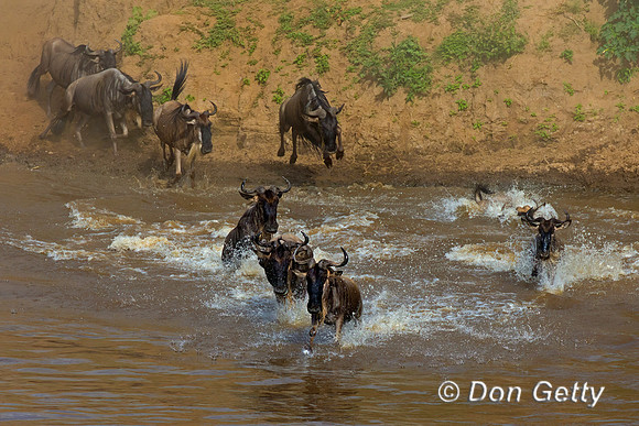 Wildebeest_45T5440