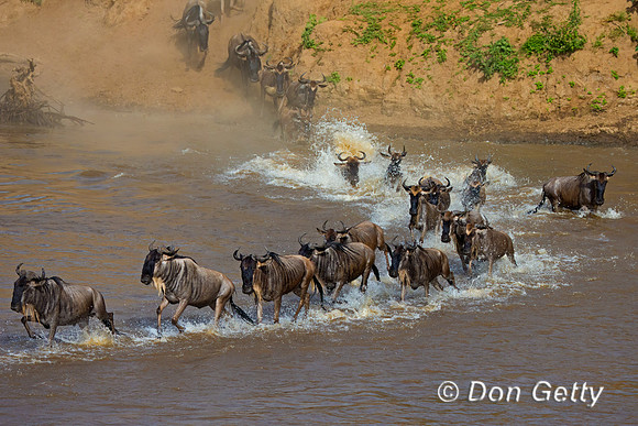 Wildebeest_45T5419