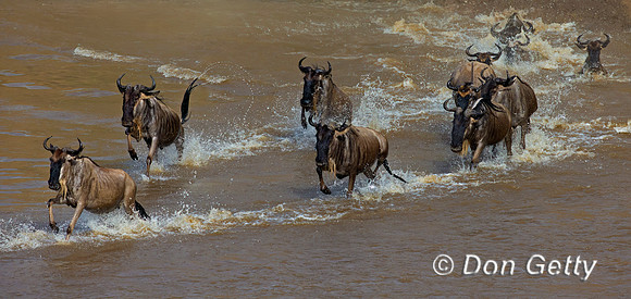 Wildebeest_45T5473