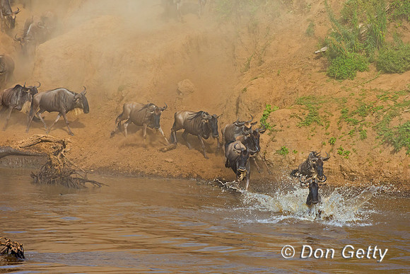 Wildebeest_45T5433