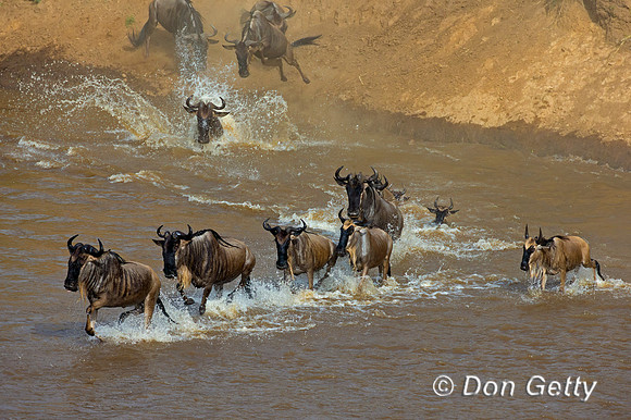 Wildebeest_45T5483