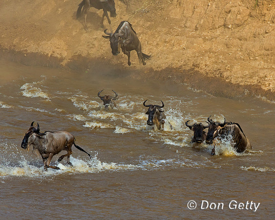 Wildebeest_45T5517