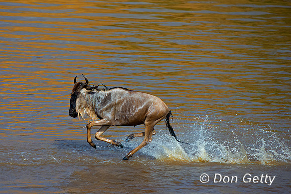 Wildebeest_45T5550