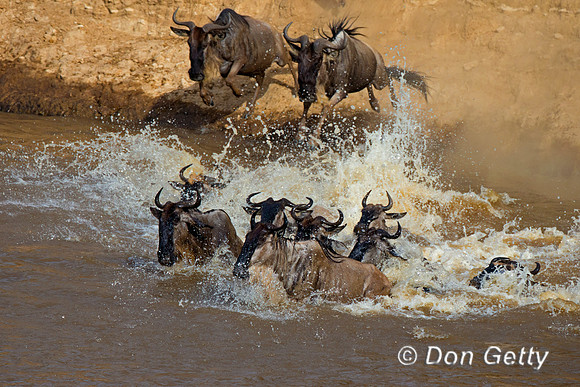 Wildebeest_45T5558