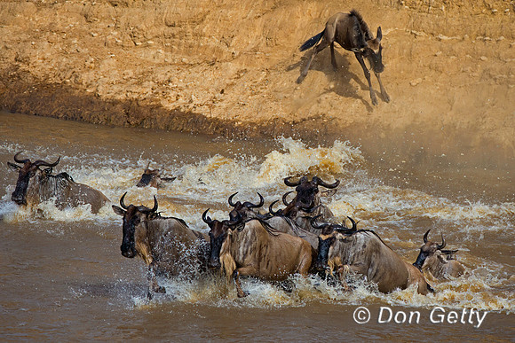 Wildebeest_45T5573
