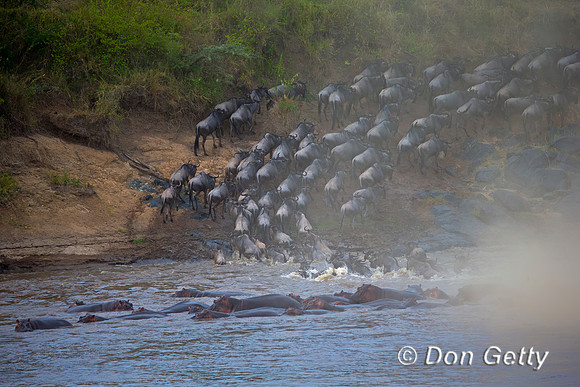Wildebeest_45T5633