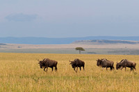 Wildebeest_A96I1143