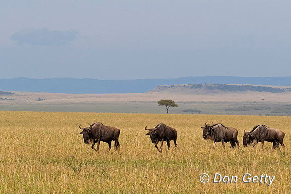 Wildebeest_A96I1143