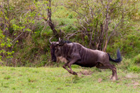 Wildebeest_A45T3440