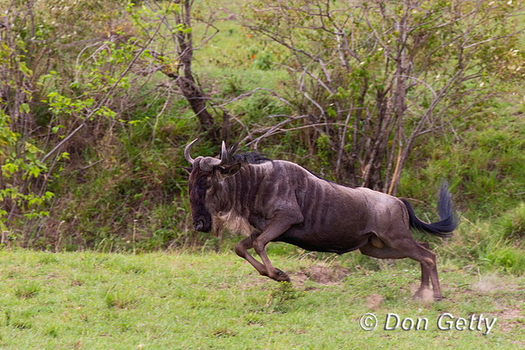 Wildebeest_A45T3440