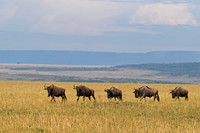 Wildebeest_A96I1132