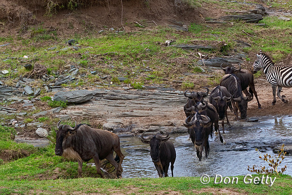 Wildebeest_A45T3319