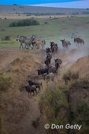 Wildebeest_45T5774