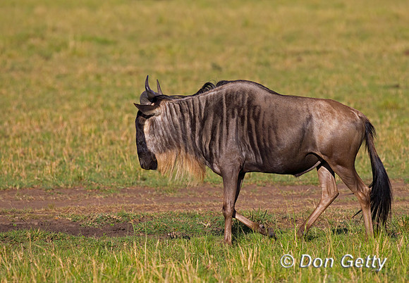 Wildebeest_Z2F1737