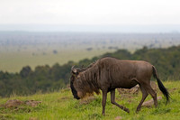 Wildebeest_A96I9555