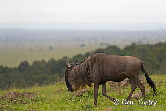 Wildebeest_A96I9555