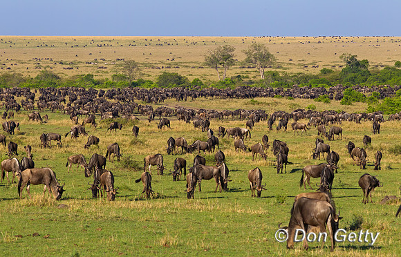 Wildebeest_Z2F7445