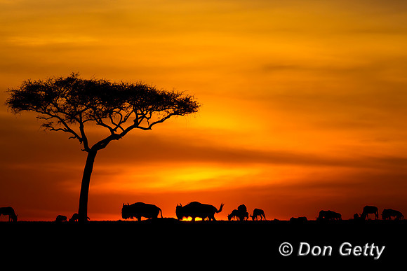 Wildebeest_45T0714