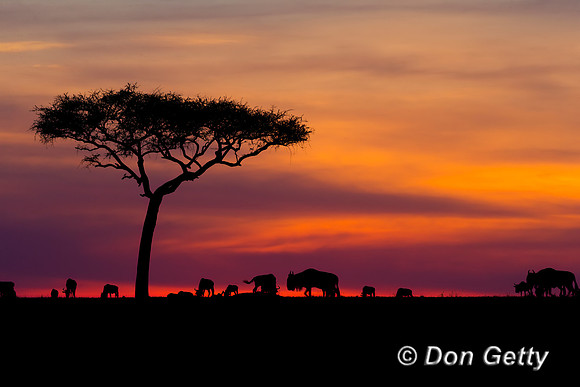Wildebeest_45T0787