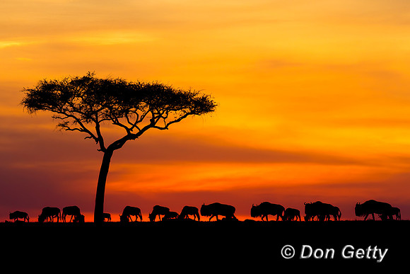 Wildebeest_45T0772