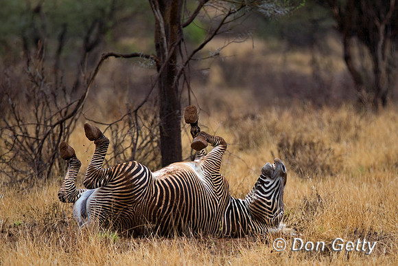 Grevy's Zebra