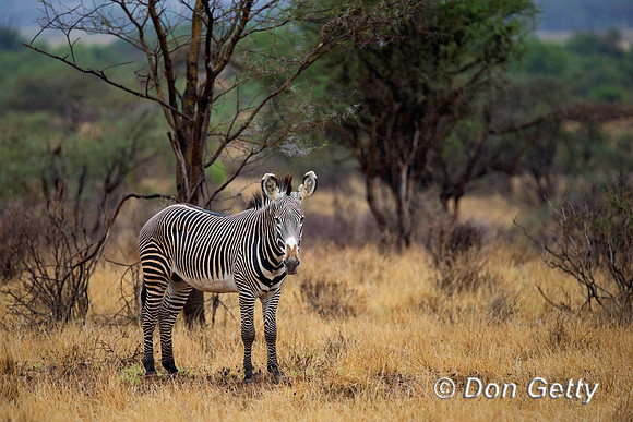 Grevy's Zebra