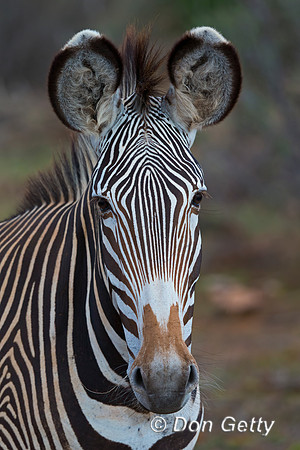 Grevy's Zebra
