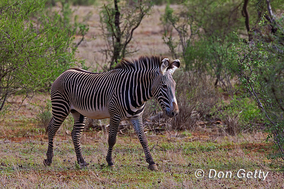 Grevy's Zebra