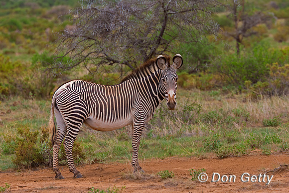 Grevy's Zebra