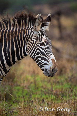 Grevy's Zebra