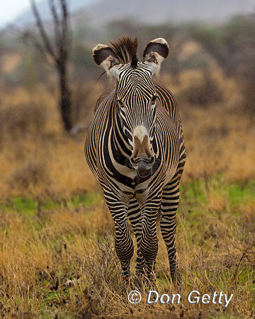 Grevy's Zebra