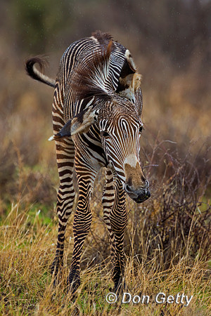 Grevy's Zebra