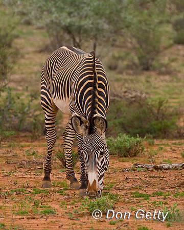 Grevy's Zebra