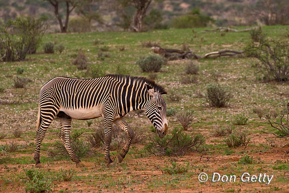 Grevy's Zebra