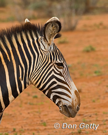 Grevy's Zebra